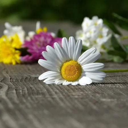 Lexner بيت ضيافة 4*