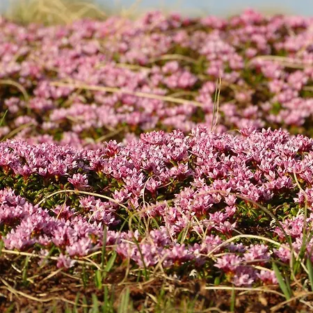 莱克斯奈尔旅馆 图克斯